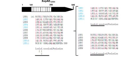 Structure Of Xopae And Alignment Of Lrr Motifs A Structure And