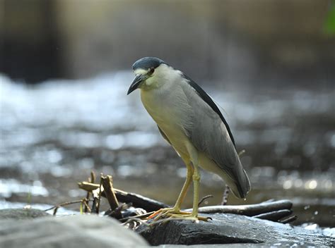 Bihoreau Gris Black Crowned Night Heron Raymond Ladurantaye Flickr