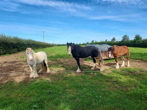 Horse for sale in Longford for €12,345 on DoneDeal