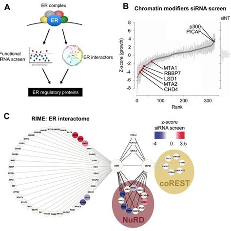 Sirna And Proteomics Screen To Identify Er Repressors A Outline Of