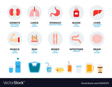 Parts Human Body And Internal Organs Water Vector Image Off