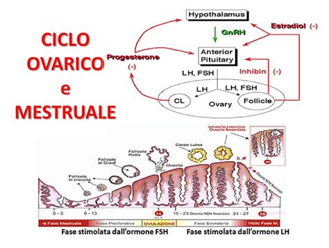 Fases Del Ciclo Ovarico