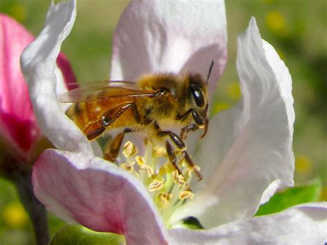 Buzzing Across America