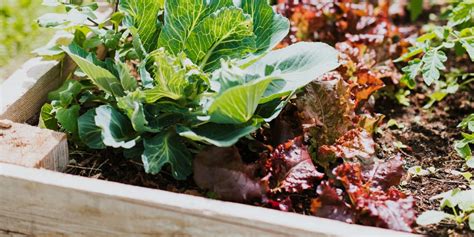 The Benefits Of Raised Bed Gardening Why You Should Consider It For Y