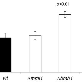 Mitophagy In W303 1A W303 And Sky1 Strains After Cisplatin