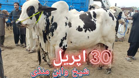 First Sheikhwan Cow Mandi After Eid Ul Fitr Mandi Boy