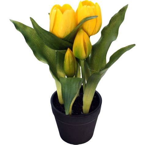 Tulipany w doniczce żółte 23 cm Saska Garden Sklep EMPIK