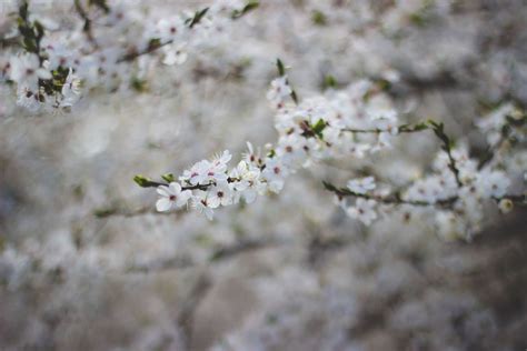 3840x2560 / branch, cherry blossom, flowers, spring, springtime, tree ...