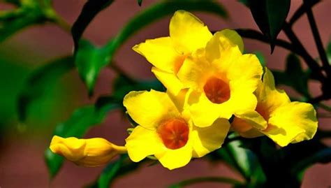 Les Fleurs De Martinique Madinina L Le Aux Fleurs