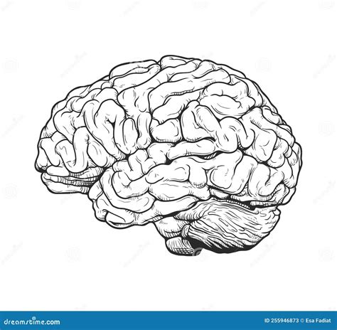 Monochrome Brain Engraving Vector Drawing Illustration Side View Comic Style on White Background ...