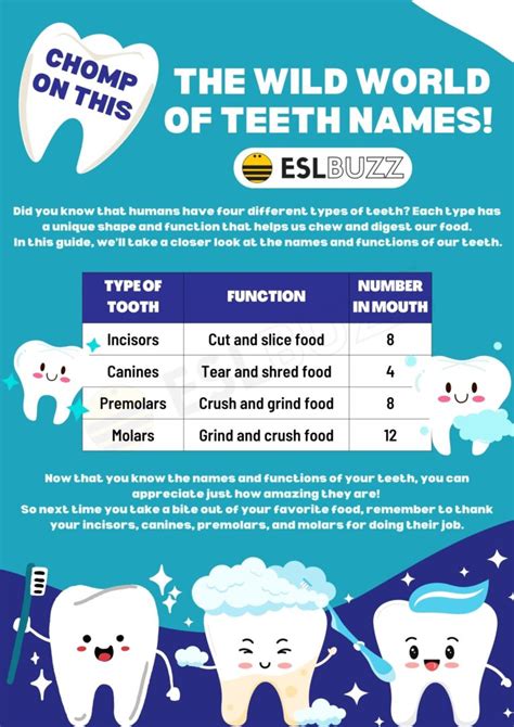 Teeth Names: Learn the Names of Your Teeth with Ease! - ESLBUZZ