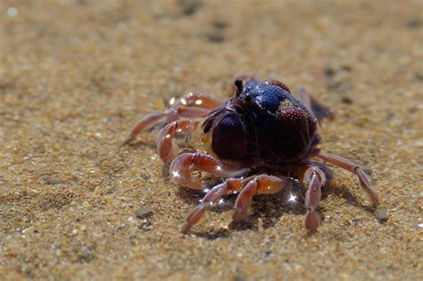 Crab Nature Beach Free Photo On Pixabay Pixabay