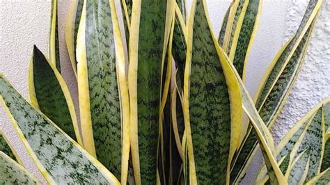 Maranta Leuconeura O Planta De La Oraci N Cultivo Y Cuidados Agrom Tica