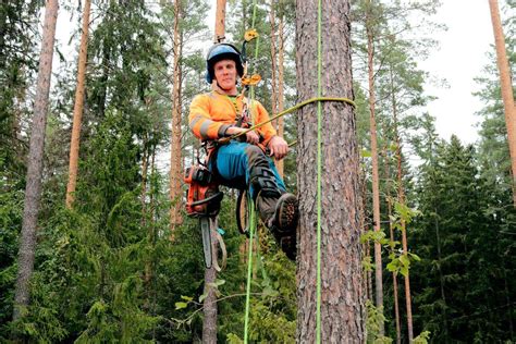 Metsänhoitaja kertoo mitä pitää ottaa huomioon jos harkitsee pihapuun