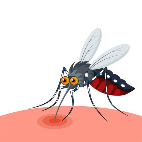 ilustración vectorial de un mosquito chupando sangre aislado de fondo