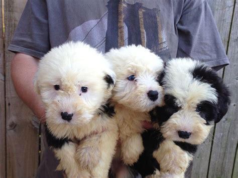 44++ Old english sheepdog puppies ideas in 2021