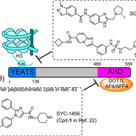 Activity Of Compounds 1 3 On Enl And Af9 In Mll1 R Leukemia Cells A E Download Scientific