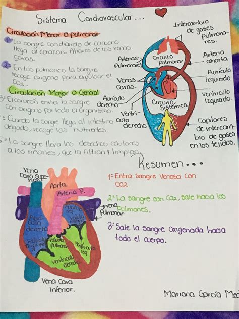 Mapas Mentais Sobre Sistema Cardiovascular Artofit