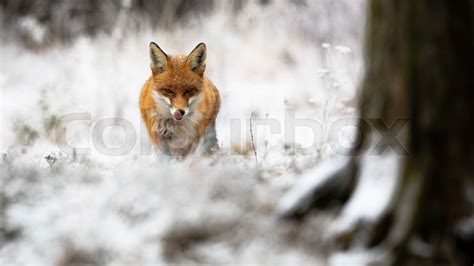 Red Fox Approaching In Forest In Wintertime Nature Stock Image