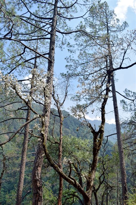 pine trees   stock photo public domain pictures