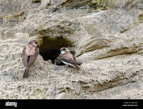 Sand Martins Riparia Riparia At Their Nest Burrow Photo From South