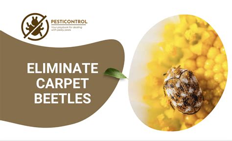 Eliminate Carpet Beetles: Protect Your Home!