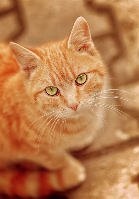 Orange Cat With Green Eyes at Amy Dillon blog