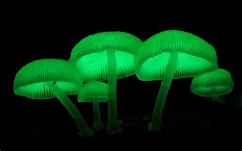 Mycena chlorophos: characteristics, studies and bioluminescence ...