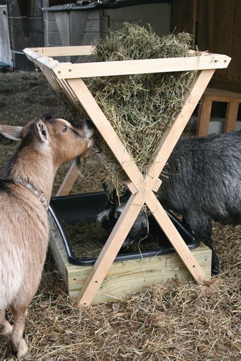 Image 2 Of 2 In Forum Thread “nigerian Dwarf Goats Wasting Lots Of Hay ” Goat Farming Goat