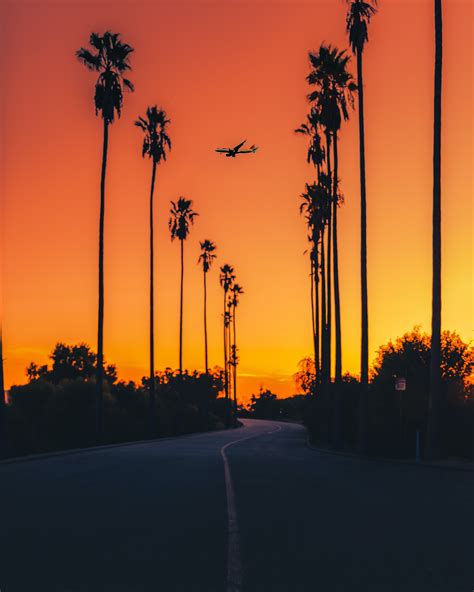 Silhouette of Trees during Sunset · Free Stock Photo