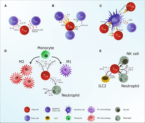 Treg Cell Functions In Lymphoid Tissues Treg Cells Control Other