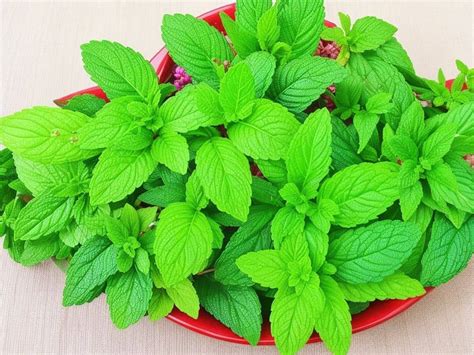 Mint Plant: Meaning, Types, and Uses - FloristEmpire