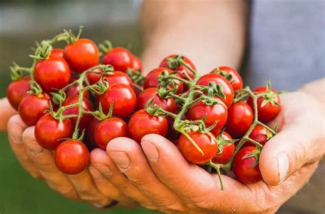 20 Ejemplos de Alimentos Orgánicos