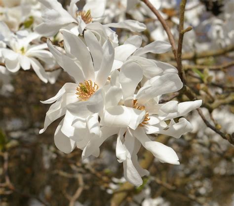 Magnolia × Loebneri Trees And Shrubs Online