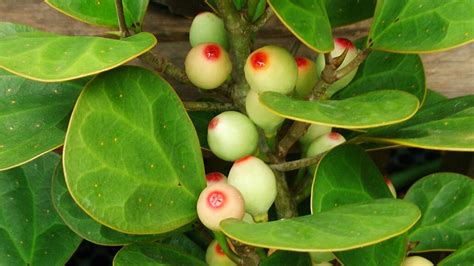 The Mistletoe Fig Did You Know Garden America