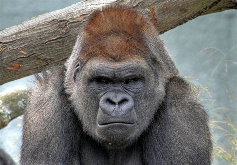 Download Animal Gorilla Hd Wallpaper