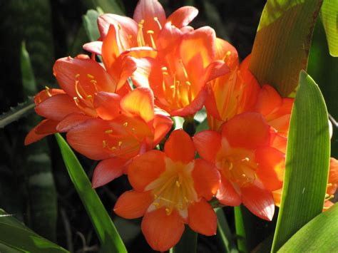 The Best Way To Grow Kaffir Lily Or Clivia Lily Sproutabl