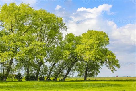 Grass And Trees Background Stock Photos, Images and Backgrounds for ...