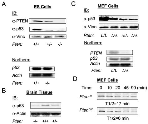 Pten Tumor Suppressor Regulates P Protein Levels And Activity Through