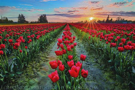 Tulips Galore Roozengaarde Tulip Festival 2018 Joe Lourenco Flickr