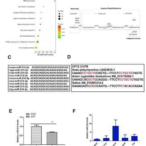 Analysis Of Differentially Expressed Mirnas Comparing Differentiated