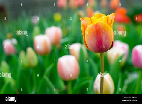 Tulip Calendar Hi Res Stock Photography And Images Alamy