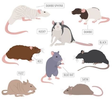 pet rat breed varieties types  pet rats pictures pet rats