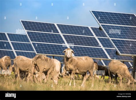 Solar Panels With Grazing Sheep Renewable Energy Stock Photo Alamy