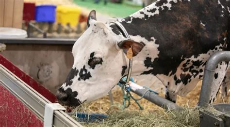 Bœuf traditionnel de race Normande Euroricette