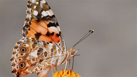 Las Mejores Frases De Mariposas Que Nos Hacen Reflexionar