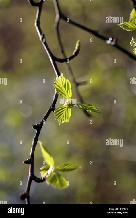 Silver Birch Tree Betula Pendula Leaves Emerging In Springcheshire