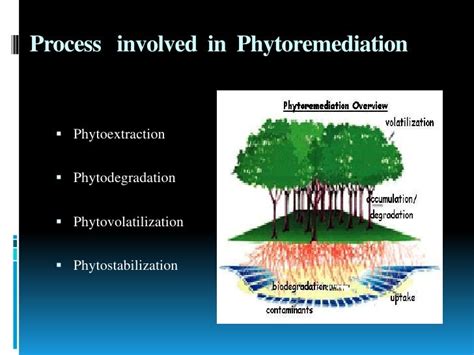 Bioremediation And Phytoremediation