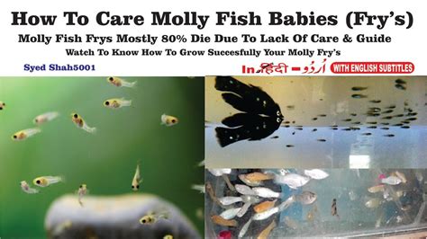 How To Care Baby Molly Fish Molly Fish Frys Care Mollyfryscare