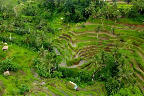 Private Half Day Tour Ubud Art Village Trip Seminyak